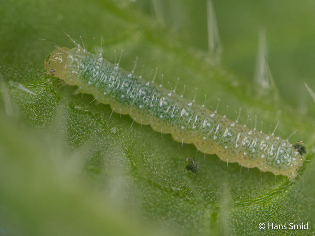 Pieris napi Green veined white 1st instar caterpillar 002