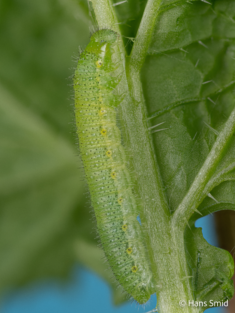 Pieris napi Green veined white 4th instar caterpillar pre moulting 001