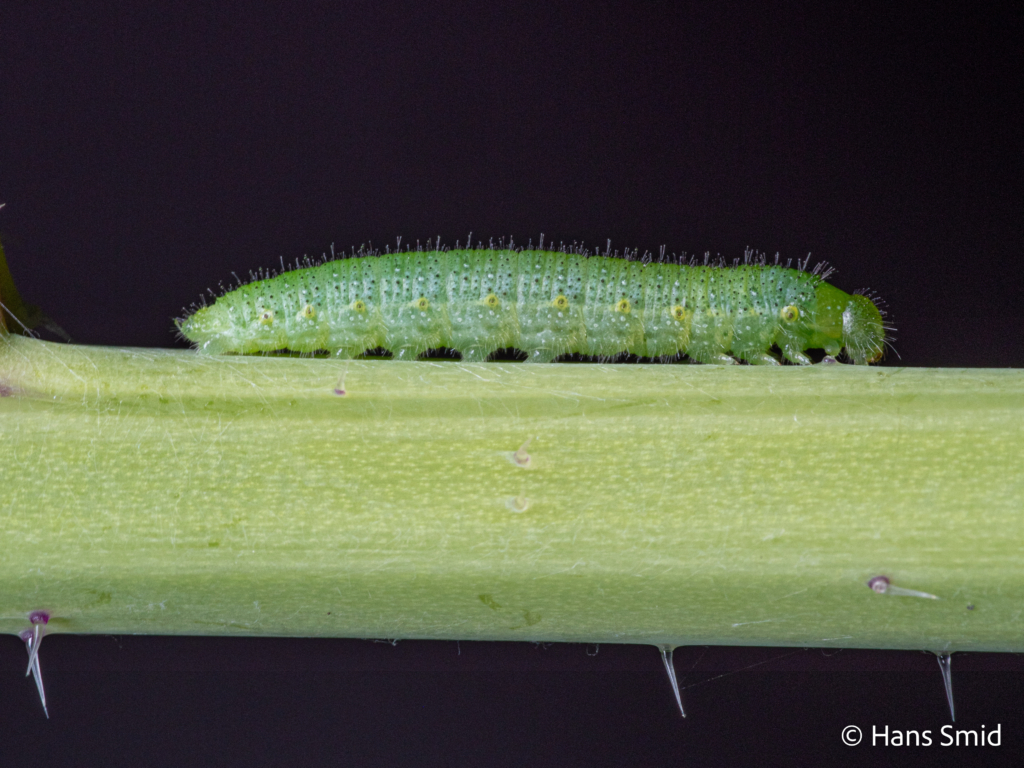 Pieris napi Green veined white 4th instar caterpillar pre moulting black background.jpg 001