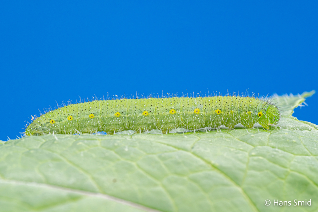 Pieris napi Green veined white final instar caterpillar 001