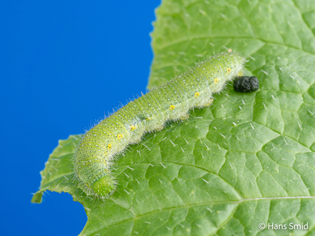 Pieris napi Green veined white final instar caterpillar 002