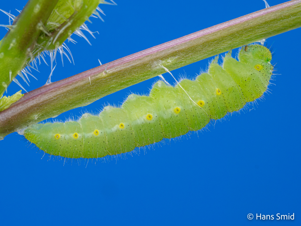Pieris napi Green veined white final instar caterpillar pre pupation with girdle 002