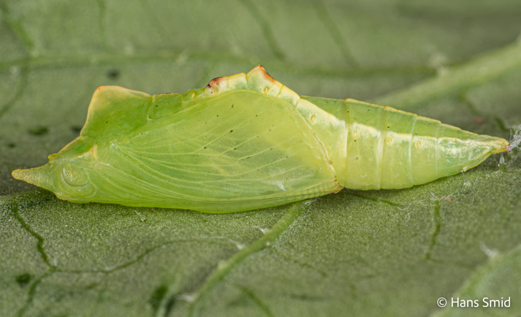 Pieris napi Green veined white lateral view young pupa dorsal side up 001
