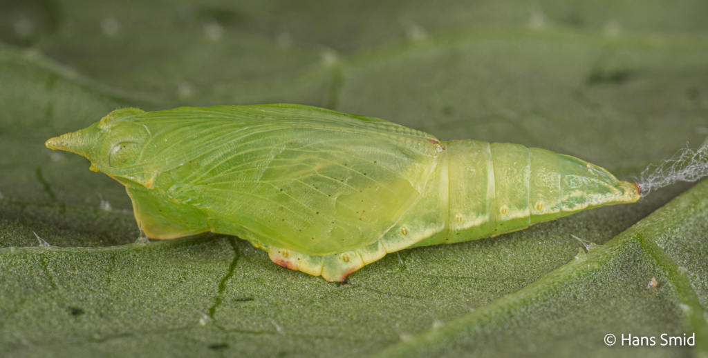 Pieris napi Green veined white lateral view young pupa ventral side up 001