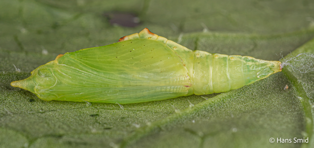 Pieris napi Green veined white ventral view young pupa 001