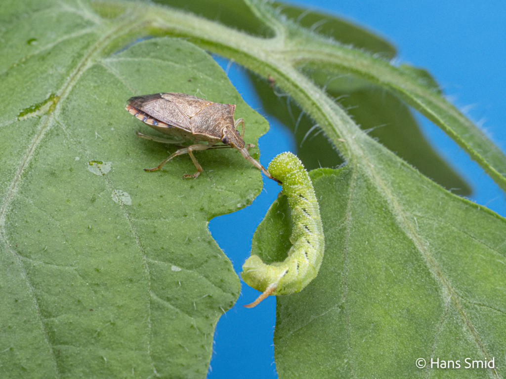 podisus maculiventris Spined soldier bug 001