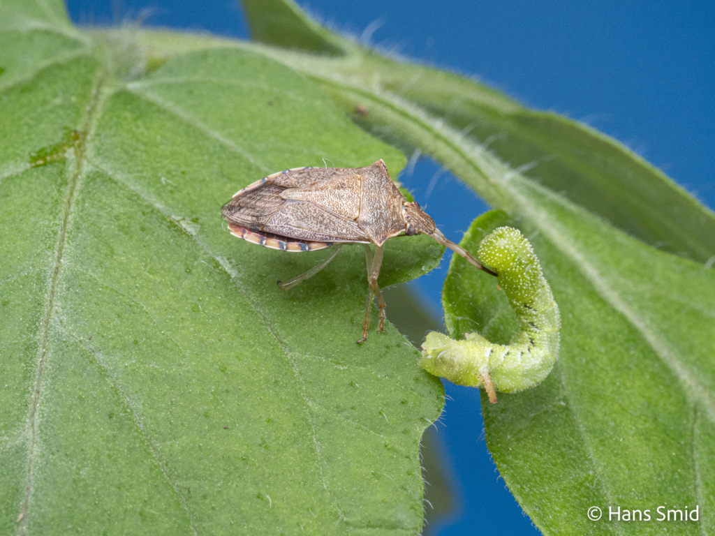 podisus maculiventris Spined soldier bug 003