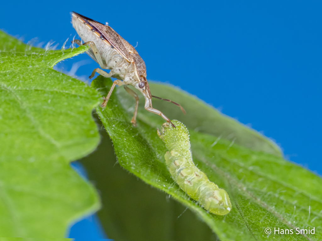 podisus maculiventris Spined soldier bug 004