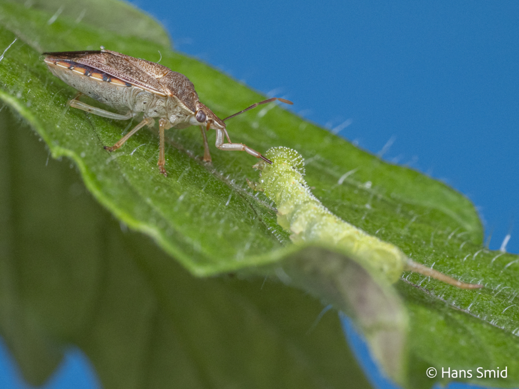 podisus maculiventris Spined soldier bug 005