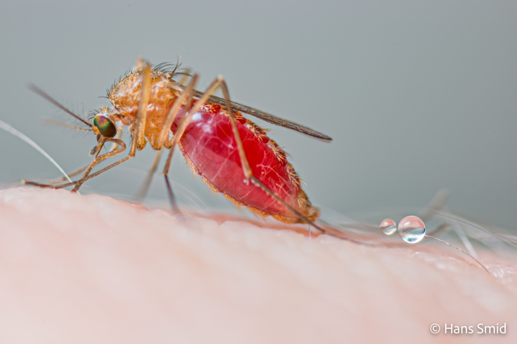 ulex pipiens european house mosquito female bloodfeeding on human skin 001