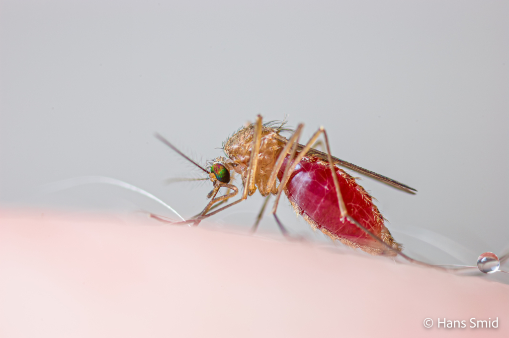 ulex pipiens european house mosquito female bloodfeeding on human skin 002