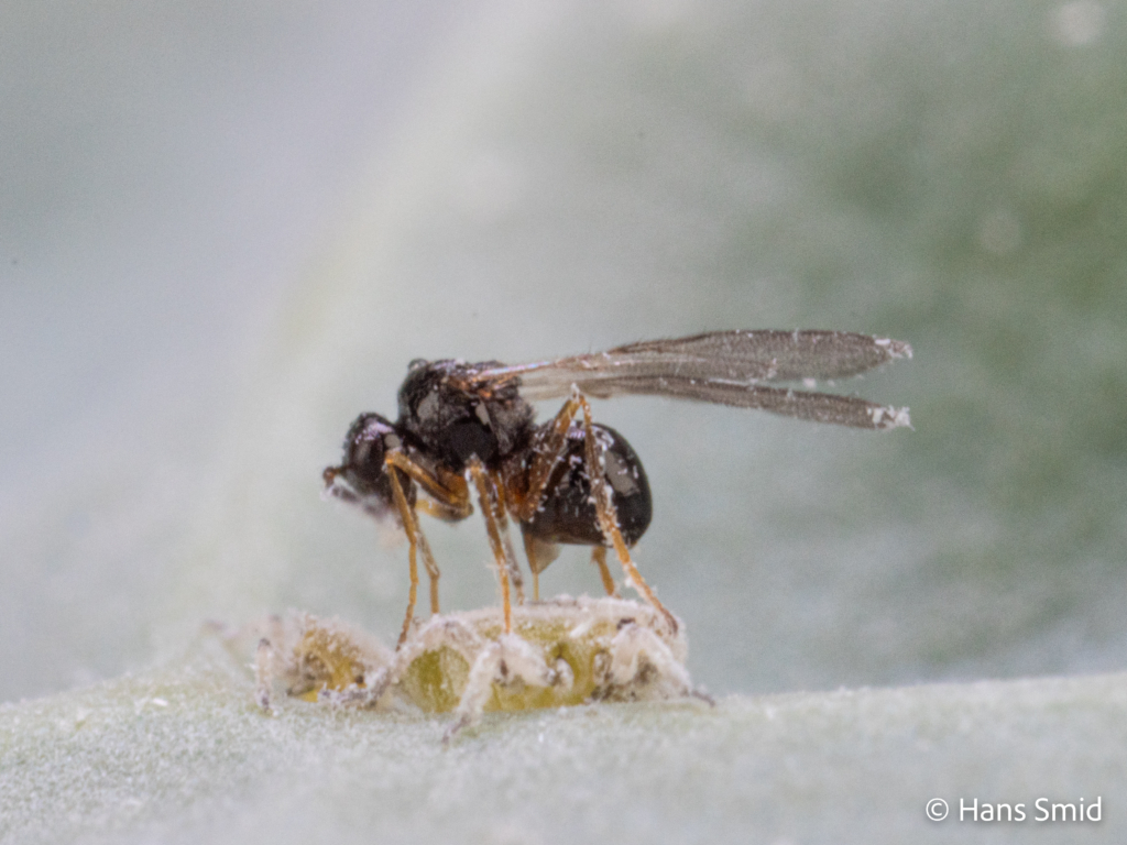 Alloxysta fuscicornis hyperparasitoid brevocoryne brassicae cabbage aphid 001 1