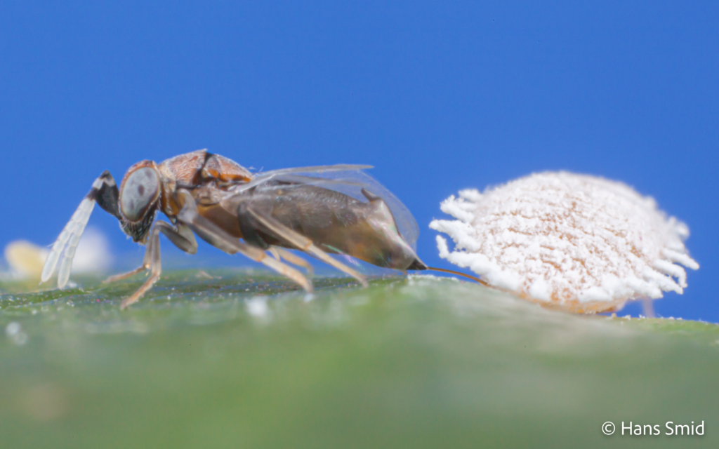 Alloxysta fuscicornis hyperparasitoid brevocoryne brassicae cabbage aphid 001 2