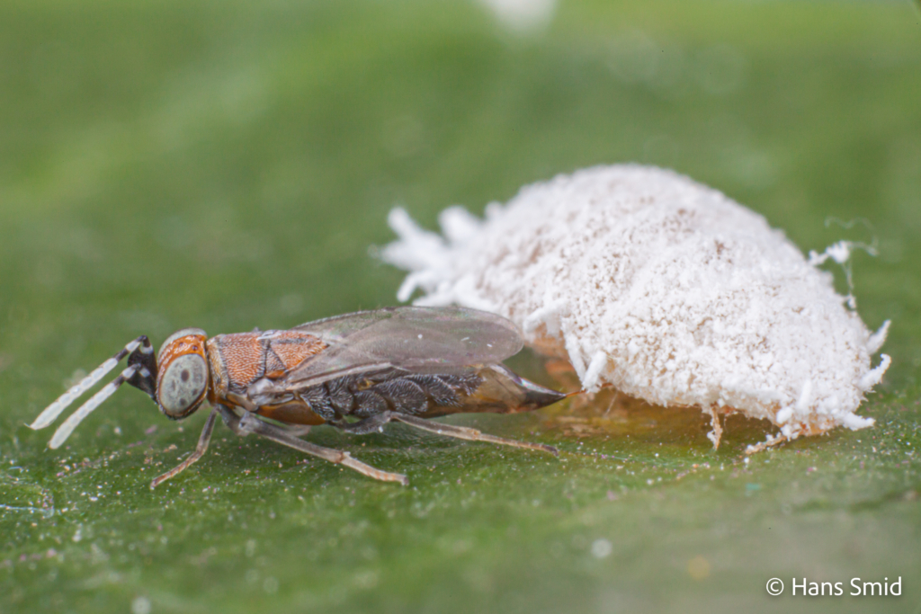 Alloxysta fuscicornis hyperparasitoid brevocoryne brassicae cabbage aphid 002
