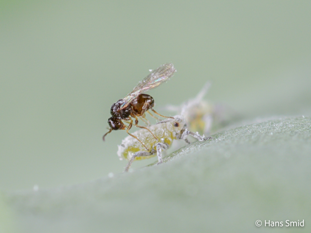 Alloxysta fuscicornis hyperparasitoid brevocoryne brassicae cabbage aphid 003 1