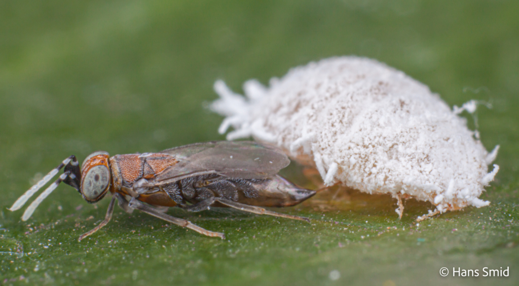 Alloxysta fuscicornis hyperparasitoid brevocoryne brassicae cabbage aphid 003 2