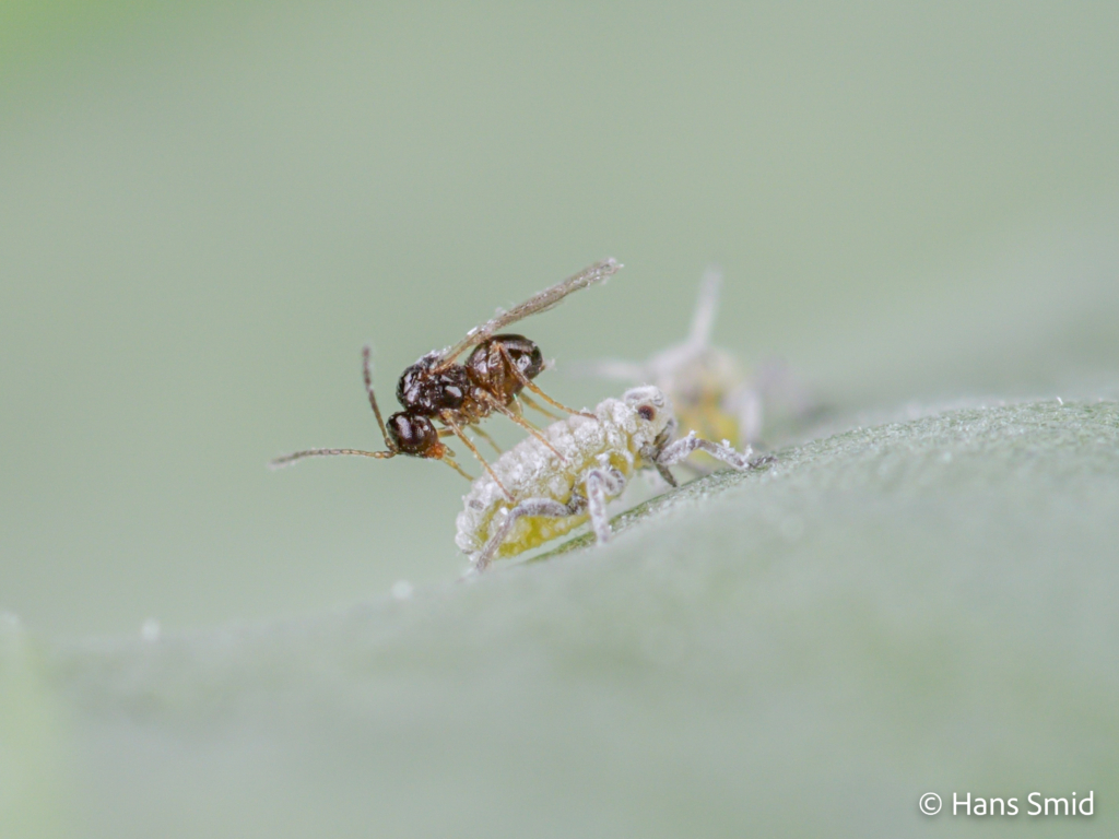 Alloxysta fuscicornis hyperparasitoid brevocoryne brassicae cabbage aphid 004 1