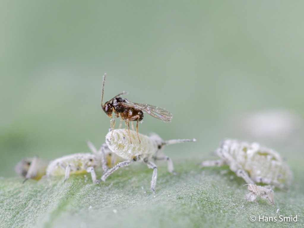 Alloxysta fuscicornis hyperparasitoid brevocoryne brassicae cabbage aphid 005 1