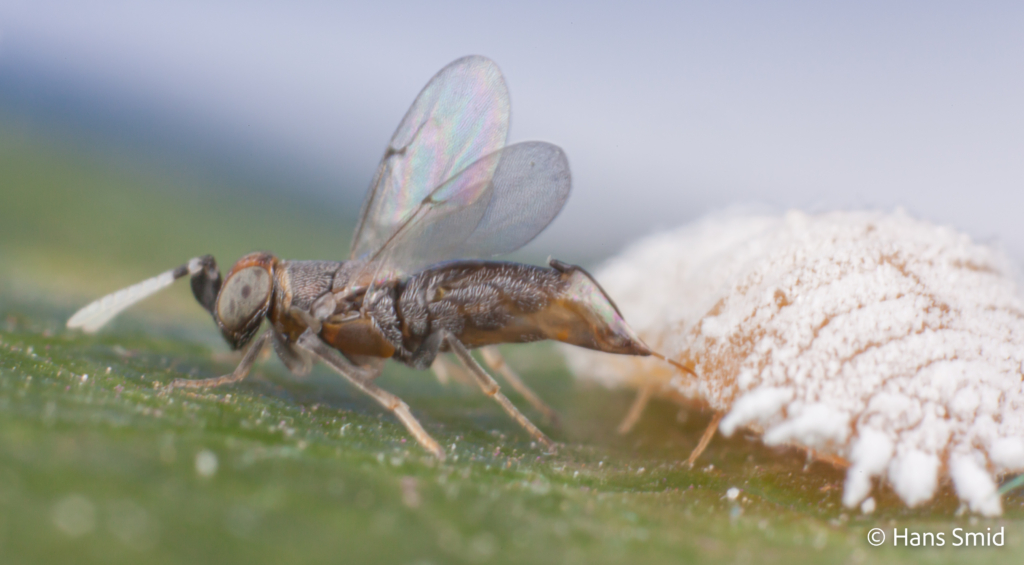 Alloxysta fuscicornis hyperparasitoid brevocoryne brassicae cabbage aphid 005 2