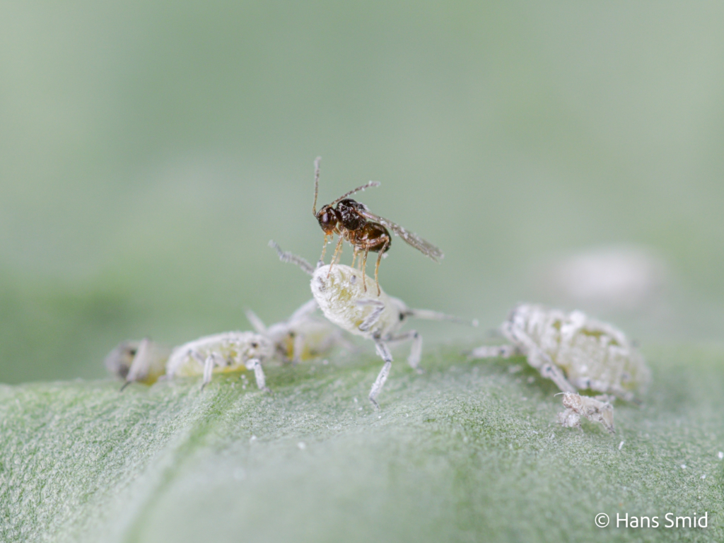 Alloxysta fuscicornis hyperparasitoid brevocoryne brassicae cabbage aphid 006 1