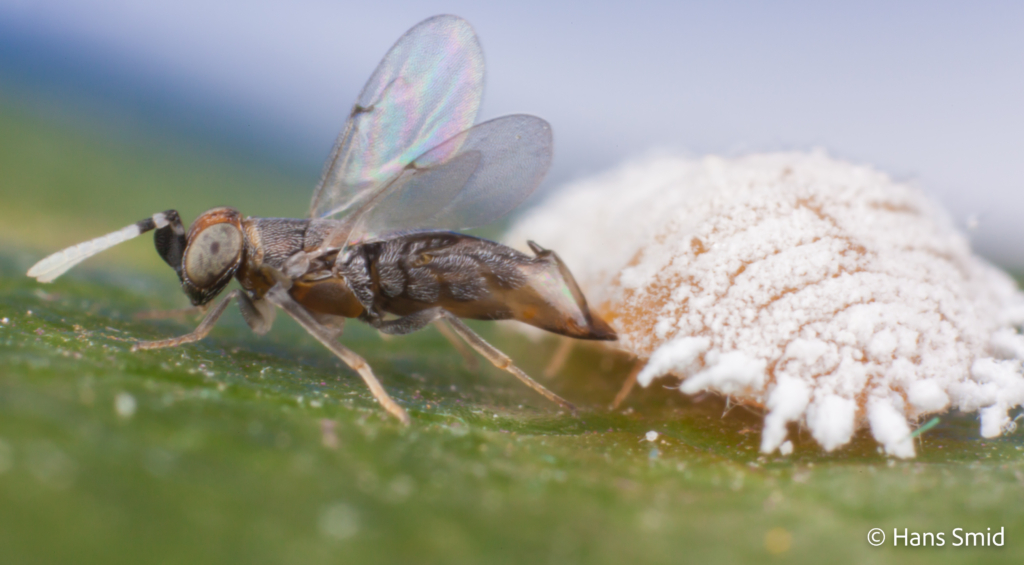 Alloxysta fuscicornis hyperparasitoid brevocoryne brassicae cabbage aphid 006 2