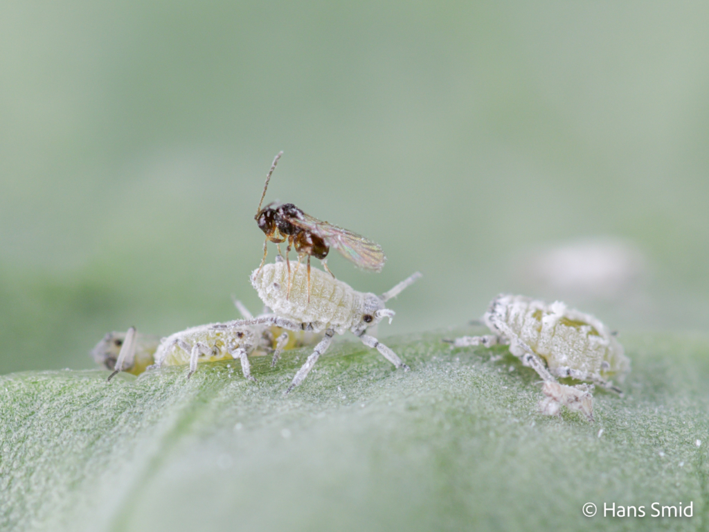 Alloxysta fuscicornis hyperparasitoid brevocoryne brassicae cabbage aphid 007 1