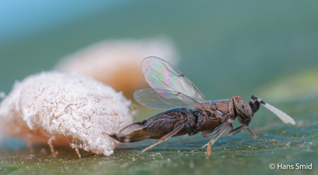 Alloxysta fuscicornis hyperparasitoid brevocoryne brassicae cabbage aphid 007 2