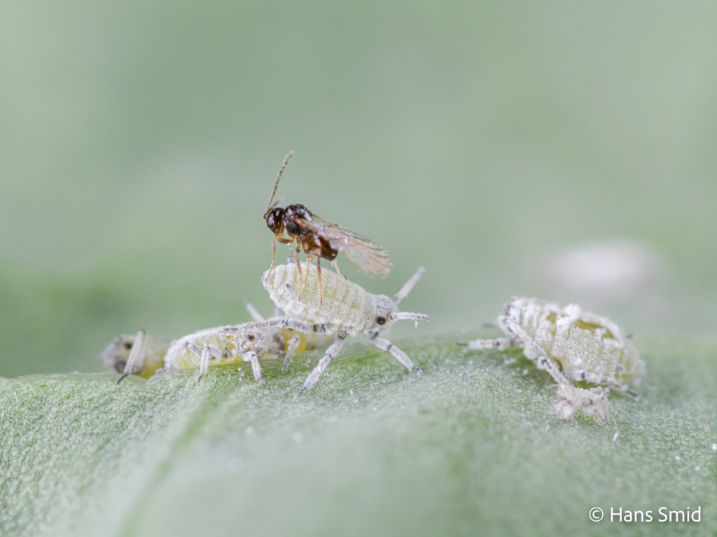 Alloxysta fuscicornis hyperparasitoid brevocoryne brassicae cabbage aphid 009 1