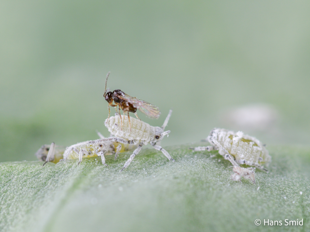 Alloxysta fuscicornis hyperparasitoid brevocoryne brassicae cabbage aphid 010 1