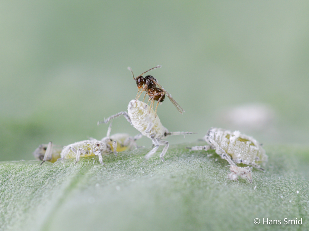 Alloxysta fuscicornis hyperparasitoid brevocoryne brassicae cabbage aphid 011 1