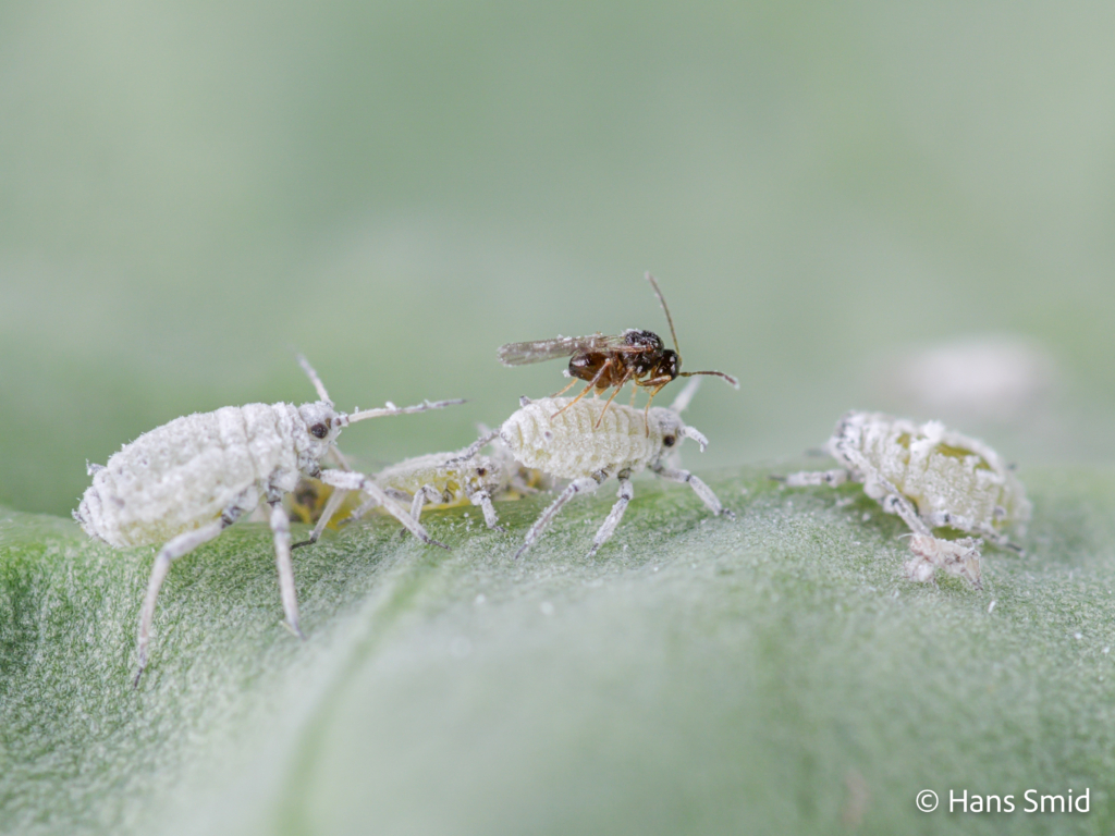 Alloxysta fuscicornis hyperparasitoid brevocoryne brassicae cabbage aphid 012 1
