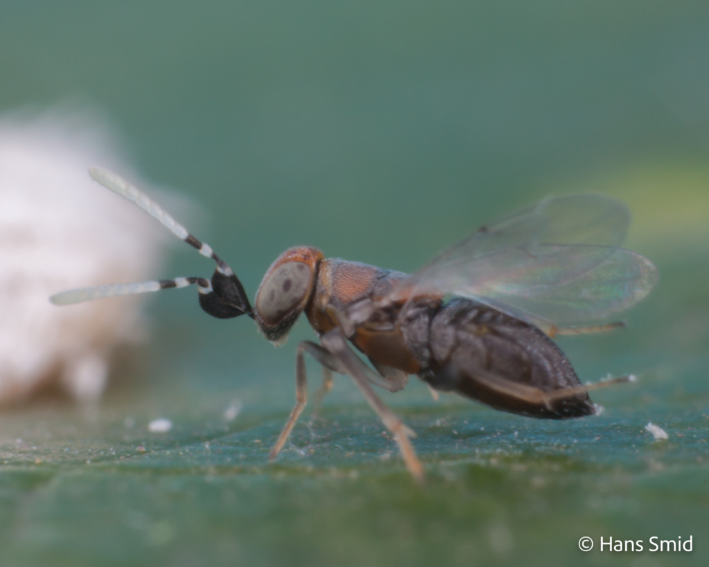Alloxysta fuscicornis hyperparasitoid brevocoryne brassicae cabbage aphid 012 2