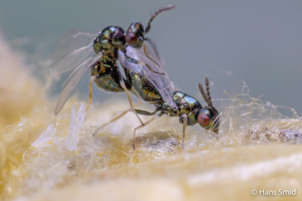 Baryscapus galactopus hyperparasitoid wasp mating on Cotesia glomerata cocoons 001