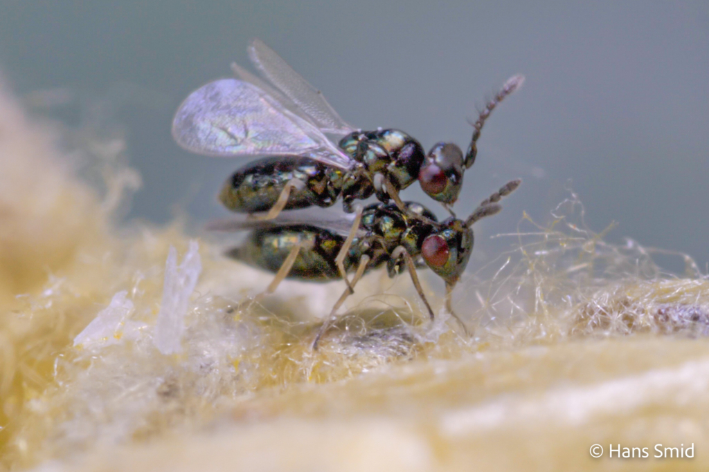 Baryscapus galactopus hyperparasitoid wasp mating on Cotesia glomerata cocoons 002