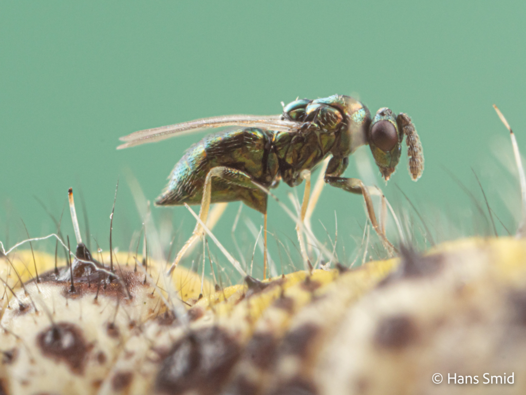 Baryscapus galactopus hyperparasitoid wasp on Pieris brassicae caterpillar parasitized by  Cotesia glomerata wasps 002