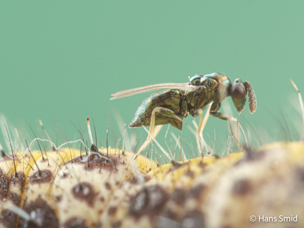 Baryscapus galactopus hyperparasitoid wasp on Pieris brassicae caterpillar parasitized by  Cotesia glomerata wasps 003