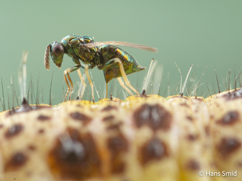 Baryscapus galactopus hyperparasitoid wasp on Pieris brassicae caterpillar parasitized by  Cotesia glomerata wasps 005
