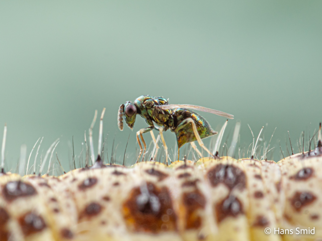 Baryscapus galactopus hyperparasitoid wasp on Pieris brassicae caterpillar parasitized by  Cotesia glomerata wasps 006