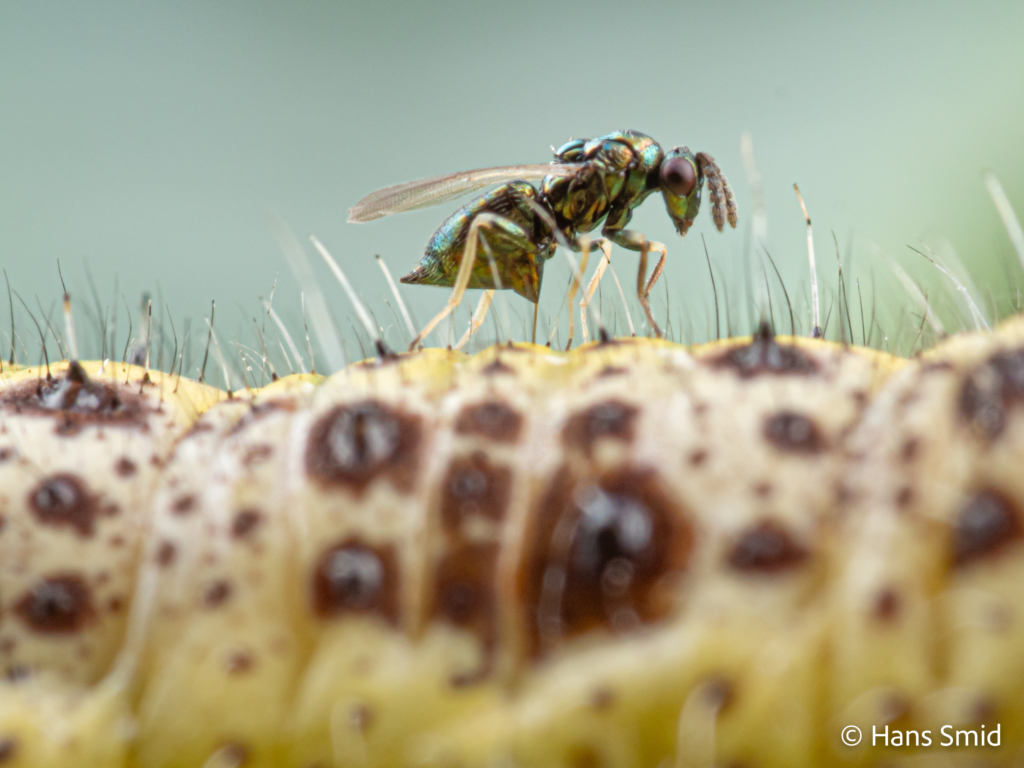 Baryscapus galactopus hyperparasitoid wasp on Pieris brassicae caterpillar parasitized by  Cotesia glomerata wasps 007