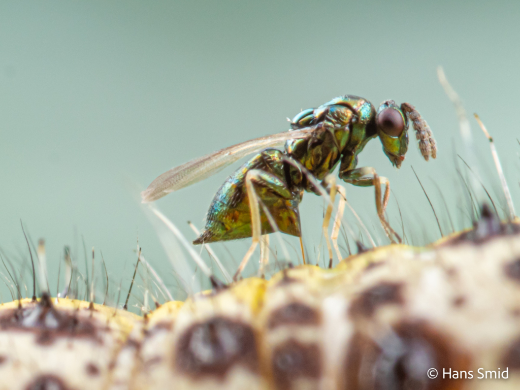 Baryscapus galactopus hyperparasitoid wasp on Pieris brassicae caterpillar parasitized by  Cotesia glomerata wasps 008