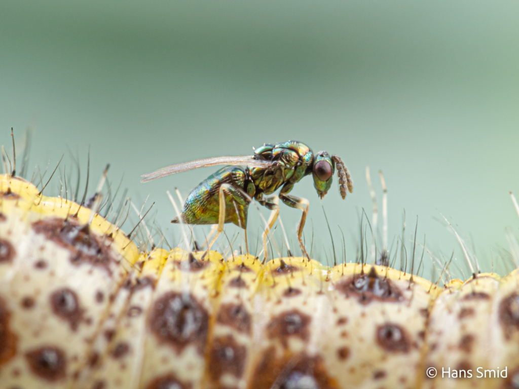 Baryscapus galactopus hyperparasitoid wasp on Pieris brassicae caterpillar parasitized by  Cotesia glomerata wasps 009