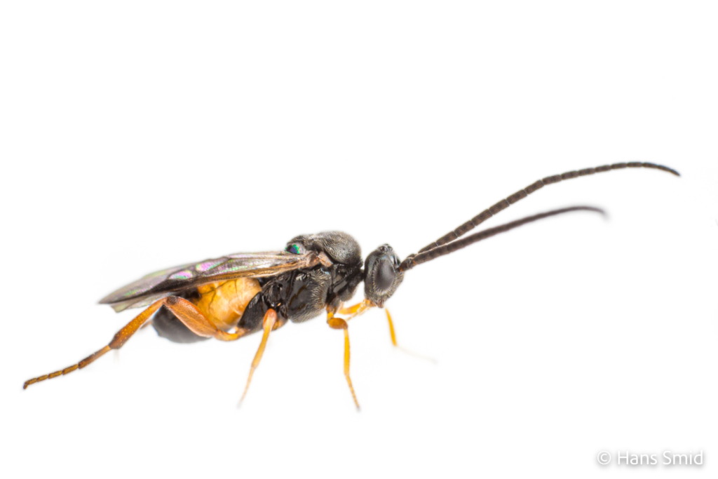 Cotesia congregata parasitoid wasp white background 001