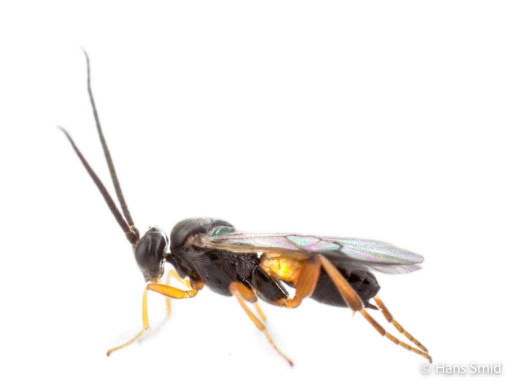 Cotesia congregata parasitoid wasp white background 002