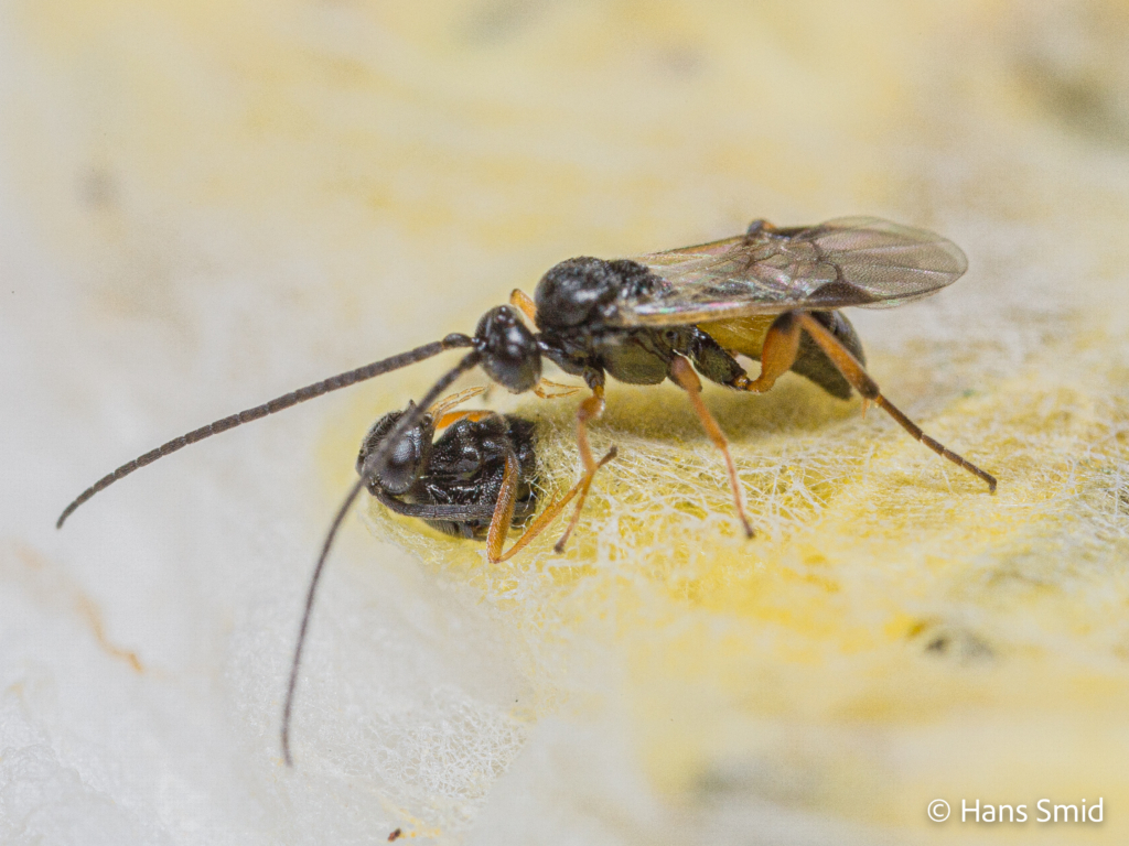 Cotesia glomerata parasitoid wasp Male wasp waiting for female to emerge from cocoon 002