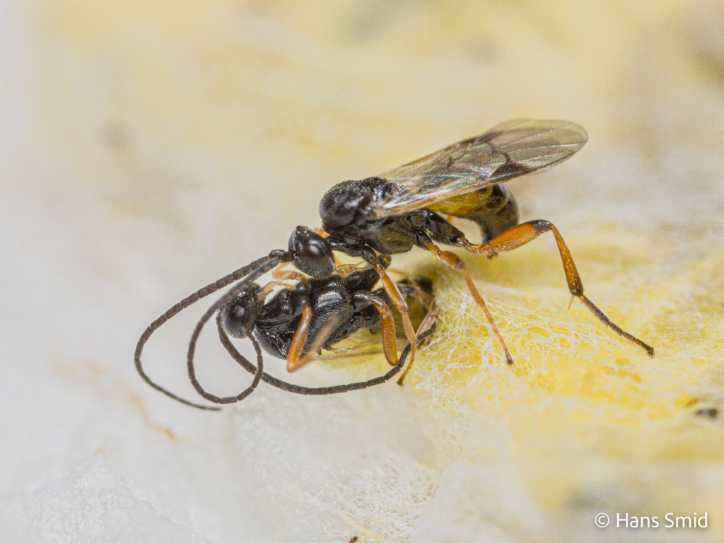Cotesia glomerata parasitoid wasp Male wasp waiting for female to emerge from cocoon 003