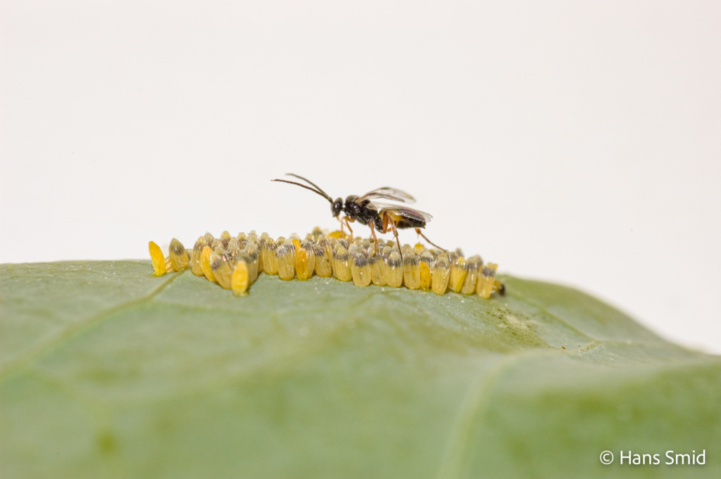 Cotesia glomerata parasitoid wasp On Pieris brassicae eggs 001