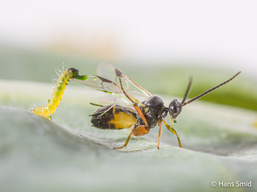 Cotesia glomerata parasitoid wasp biting and spitting Pieris brassicae caterpillars 001