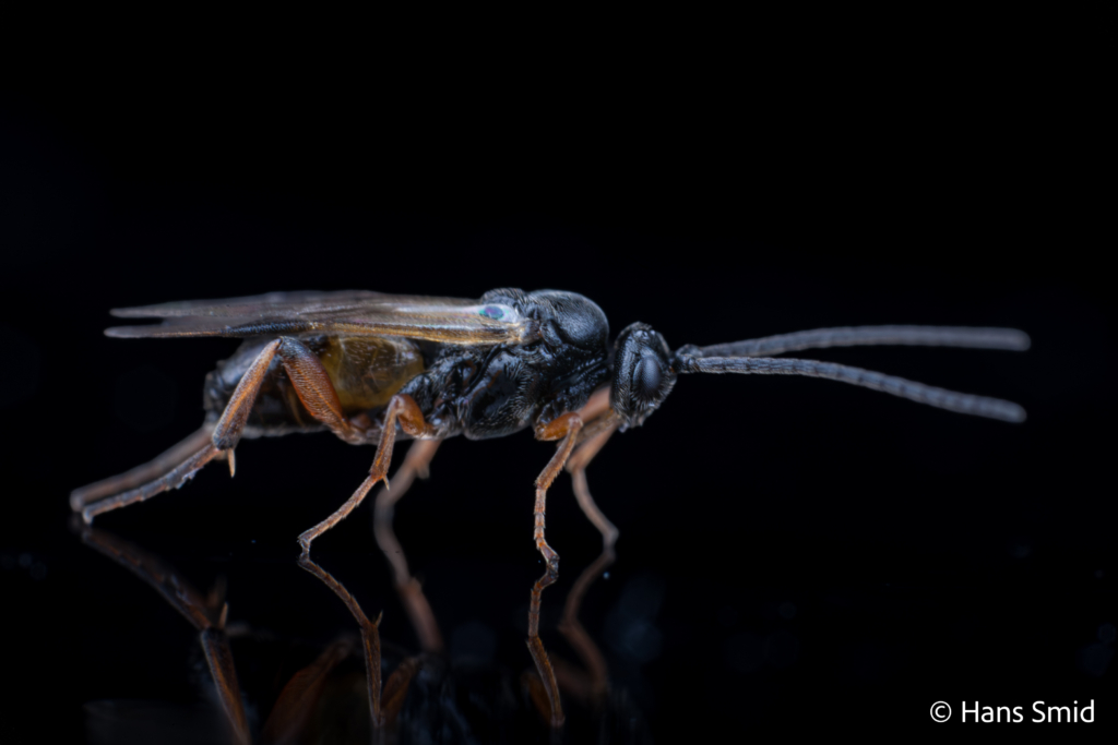 Cotesia glomerata parasitoid wasp black background 001