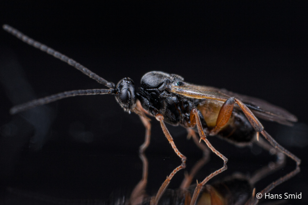 Cotesia glomerata parasitoid wasp black background 002