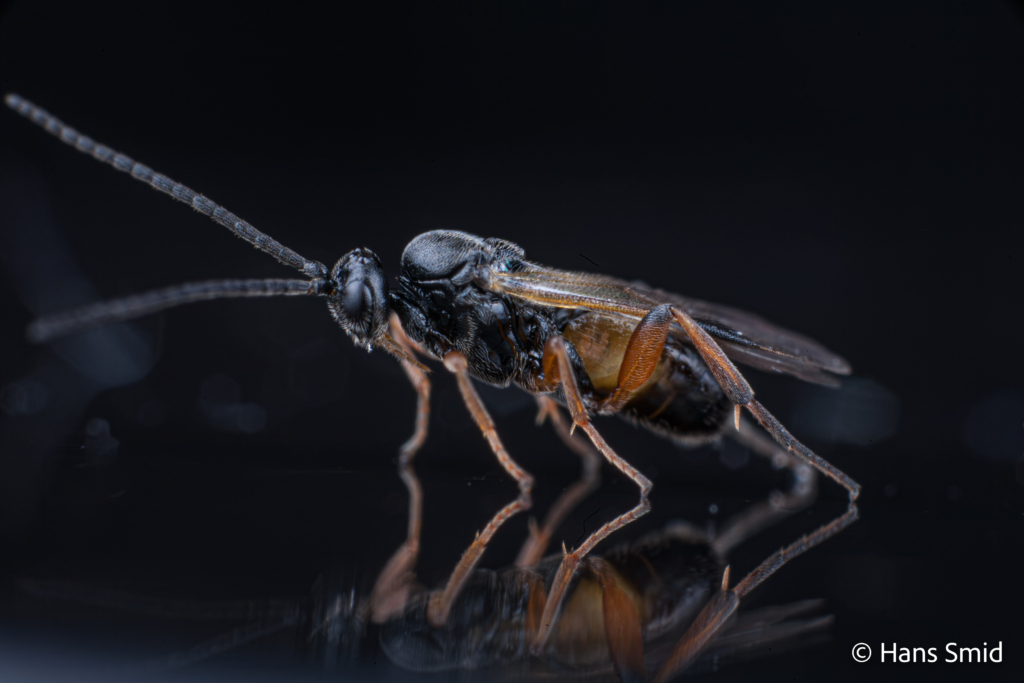 Cotesia glomerata parasitoid wasp black background 003